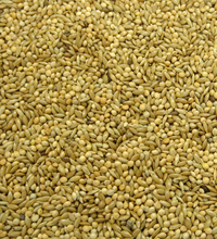 Colonel's Budgie 50/50 Bird Seed